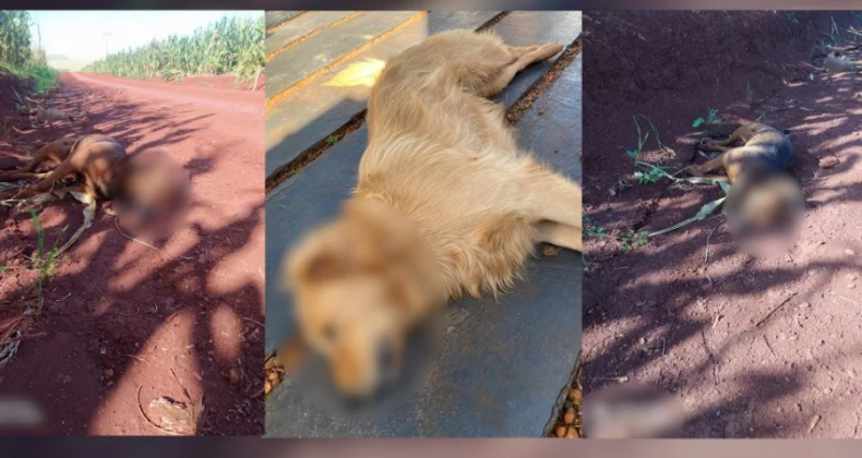 Câmera flagra acusado de envenenar cães em Tupãssi; imagens fortes