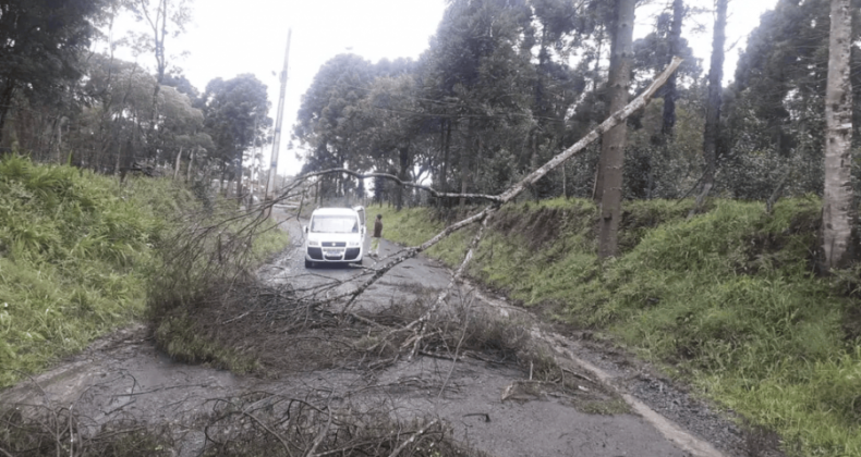 Vendaval derruba árvores e deixa região do sul do Paraná sem luz