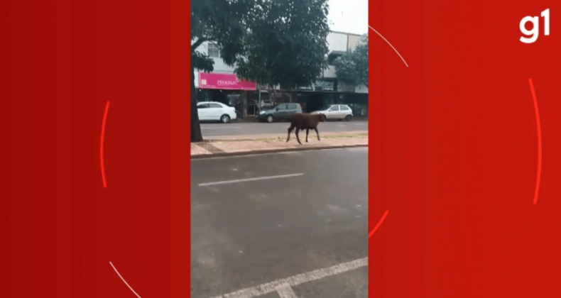 Bezerro solto é flagrado andando em ruas de Palotina