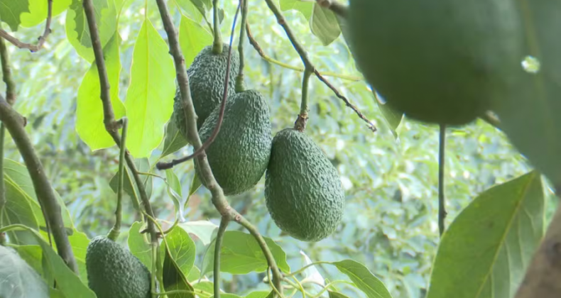 Produtores do Paraná apostam no avocado para exportação