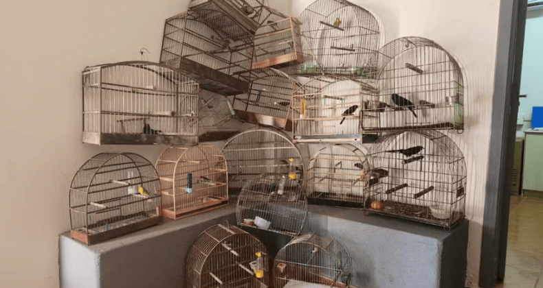 Quatro suspeitos de manter aves silvestres em cativeiro são presos no Paraná