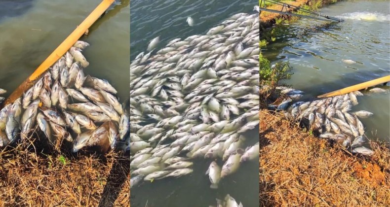 Produtora diz que perdeu 30 toneladas de tilápias.