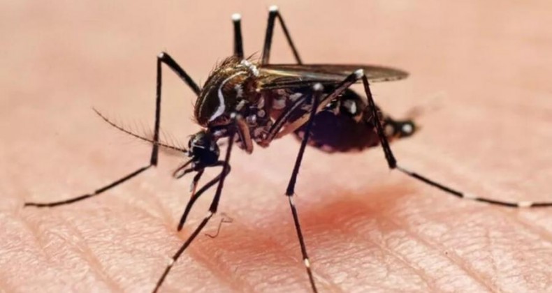 Cascavel confirma primeiro caso de Chikungunya