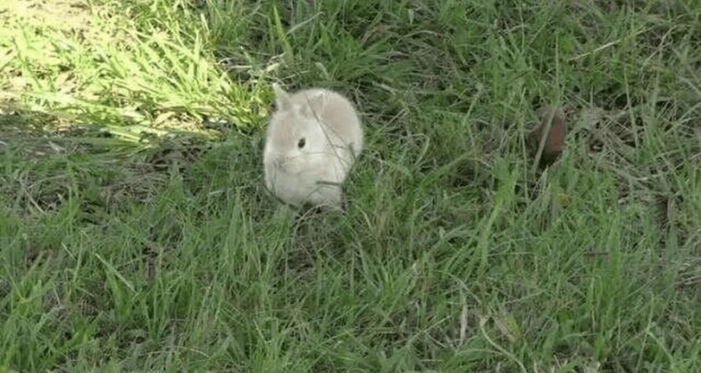 Páscoa impulsiona procura por coelhos de estimação no Paraná; veterinária alerta cuidados