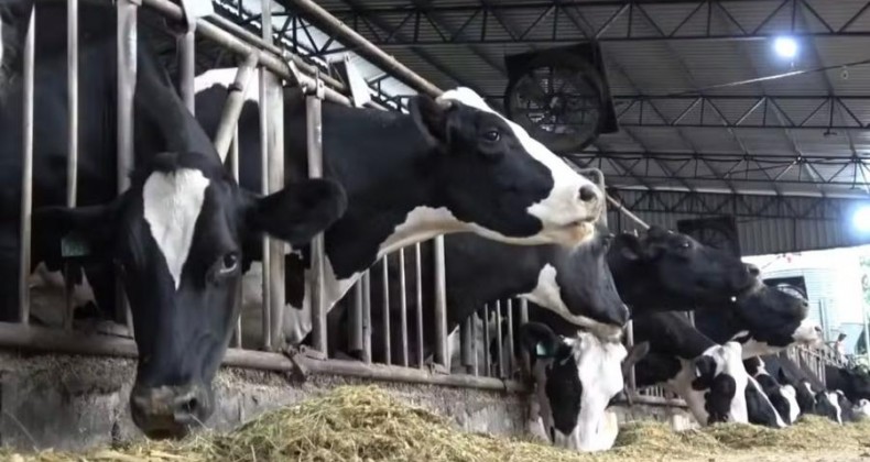 Produtor de leite no Paraná vende rebanho premiado diante da crise no setor